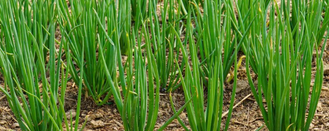 栽种葱的方法(种葱可用什么方法种植)