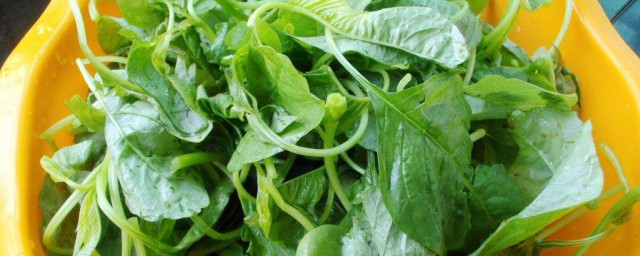 豆腐和苋菜能不能一起吃(豆腐可以跟苋菜一起吃吗)