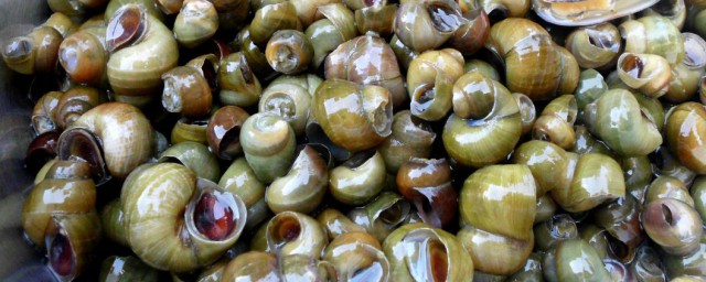 田螺怎么炒才好吸出来(田螺怎样炒才容易吸出来)