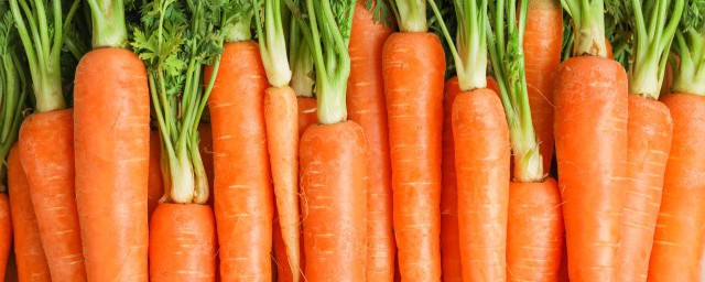 胡萝卜发芽是否可以吃(发芽的胡萝卜可以吃吗?)