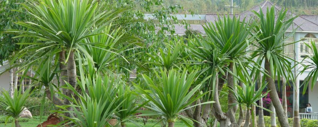 龙血树如何养植(血龙树怎么养啊)