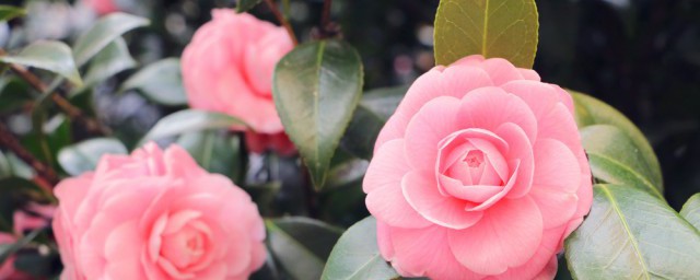 花朵的拼音怎么写(花朵的拼音怎么写的)