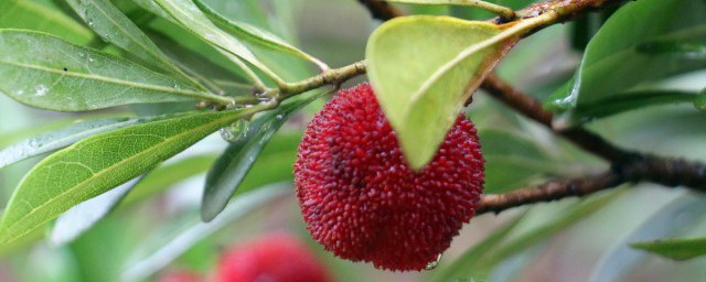 叶子的拼音怎么读(叶子拼音怎么拼读)