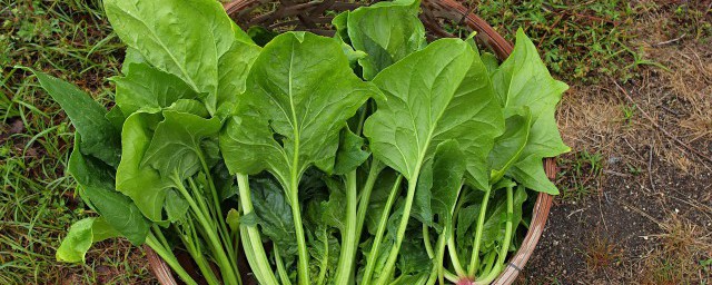 菠菜面的烹饪方法(菠菜面的制作流程)