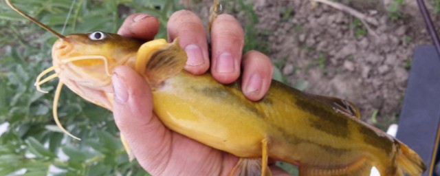 怎么养黄角鱼(黄脚立鱼怎么养)