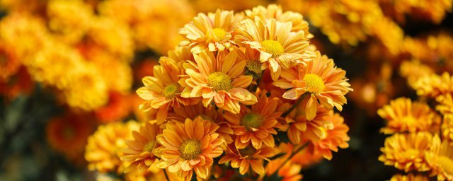 万寿菊的拼音是什么(万寿菊读音是什么)