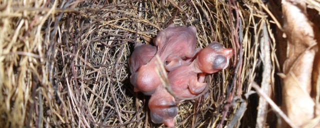 雏鸟的意思(雏鸟是什么?)