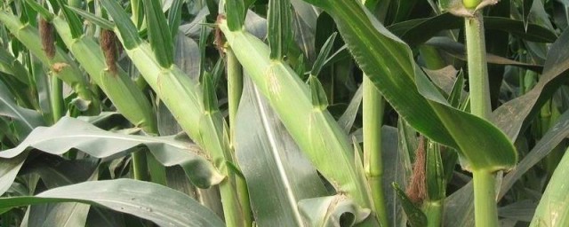 广西农作物的介绍(广西的主要作物)