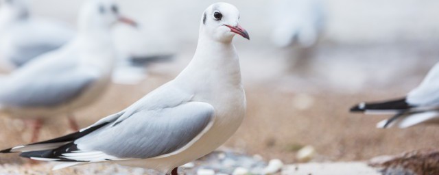 产妇鸽子汤的做法是如何(产妇鸽子汤的做法大全)