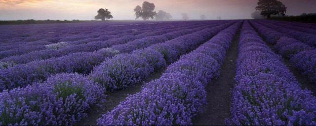 普罗旺斯意思是什么(普罗旺斯被称为)