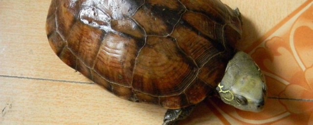 养龟的禁忌有哪些(养龟十大禁忌)