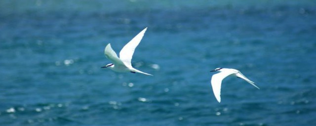 海燕简单介绍(海燕 百度百科)
