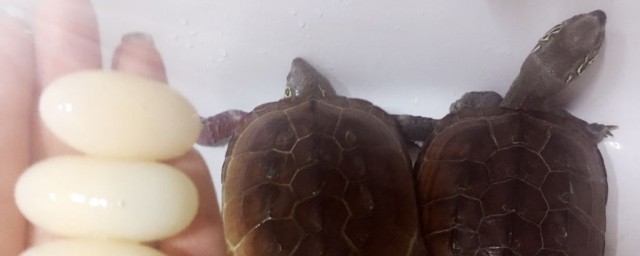 草龟蛋作用(草龟蛋好不好吃)