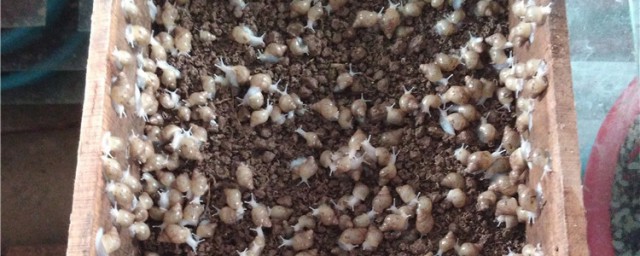 养殖蜗牛的作用(养殖蜗牛是用来做什么的)