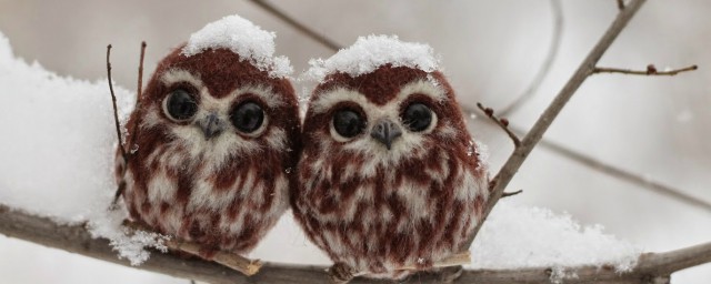 猫头鹰是不是鸟类(猫头鹰是不是鸟类的一种)