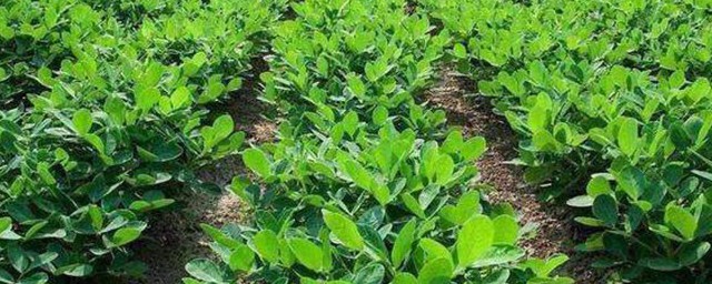 种花生的方法是什么(种花生用什么花生)