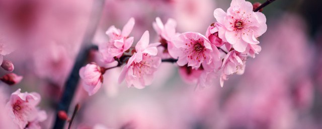 文中梅花的秉性指的是什么呢(这里梅花的秉性是指)