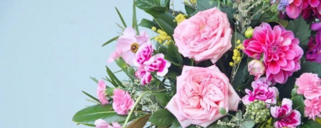 千代兰如何养殖(万代兰怎么种植)