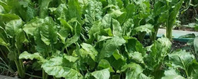 根达菜的种植方法和时间简单介绍(根达菜生长周期)