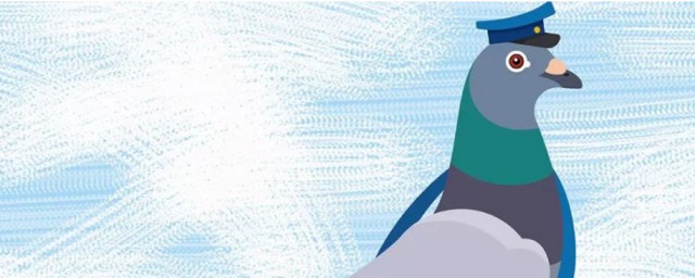 鸽子吃大米的好处(鸽子不能吃大米吗)