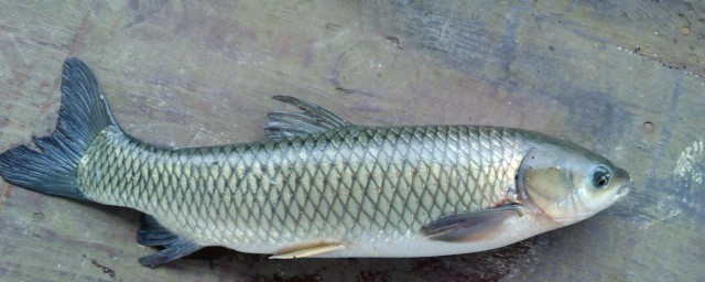 皖鱼介绍(皖鱼是哪里的)