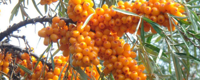 沙棘果实怎么采摘(沙棘是怎么采摘的)