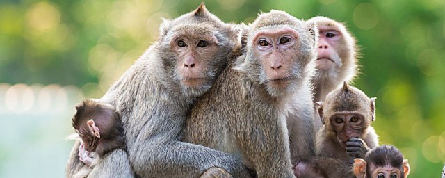 猴子的拼音是什么(猴子的拼音是什么声调)