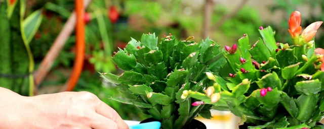 蟹爪兰的养殖方法介绍(蟹爪兰怎么养殖方法)