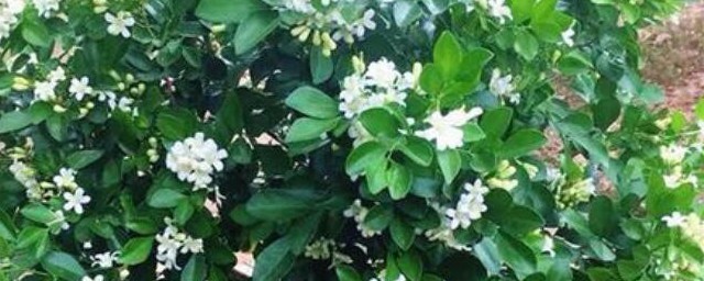 九里香好不好养(9里香好养吗)