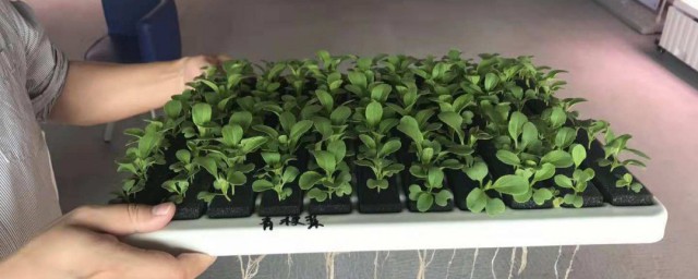 植物营养液配法(植物生长营养液自配)