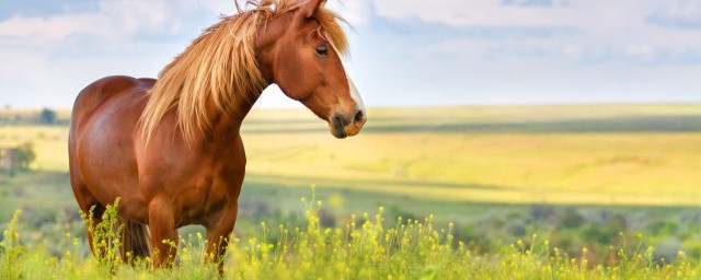 1978年属什么介绍(1978年,属什么)