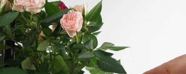 小玫瑰花如何养(小玫瑰鲜花怎么养)