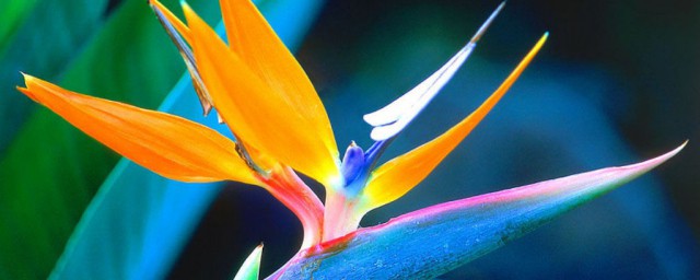 天堂鸟好不好养(天堂鸟好养不好养)