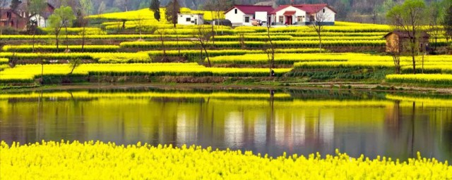 关于汉中油菜花节的攻略(汉中油菜花一日游攻略)