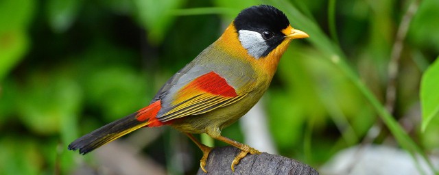 如何清除鸟粪(如何清除鸟屎)