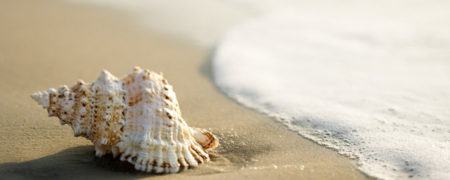 海螺的简易做法(海螺做法步骤大全)