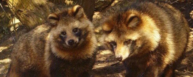 貉子又叫什么动物(貉子是一种动物吗)