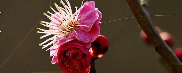 卜算子咏梅作者介绍(卜算子咏梅导读)