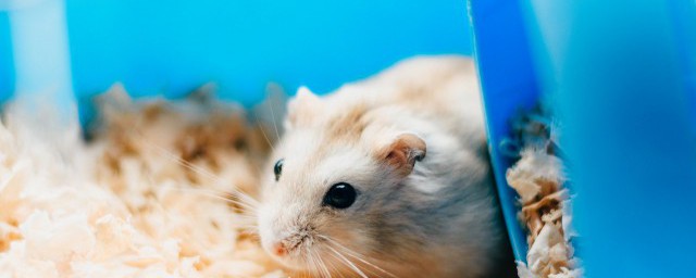 仓鼠能不能晒太阳(仓鼠可以直接晒太阳吗)