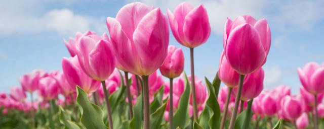郁金香的花期是几月份(郁金香的花期是多长时间)