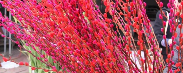 银柳怎么干养(银柳是干养可以养多久)