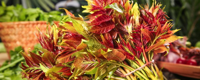 香椿头有哪些营养价值(香椿树头的营养价值)