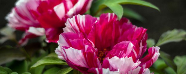 洛阳牡丹开了没有(现在洛阳牡丹开了没)