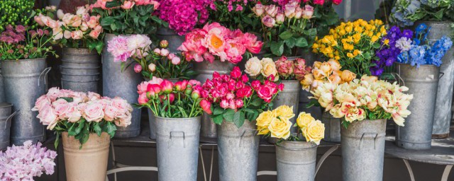 清明祭祖用的花有哪些(清明用什么花祭拜)