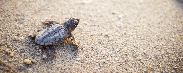 养巴西龟要注意什么问题(巴西龟应该怎么养?)