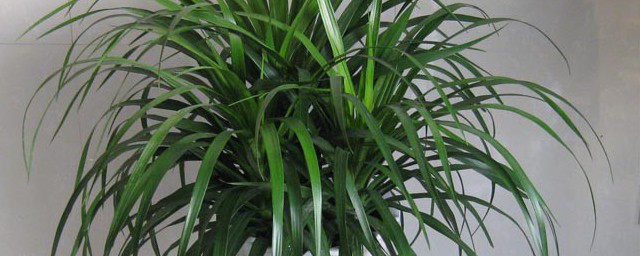 龙血树什么属相的人不适合养(龙血树不适合属龙的养吗)