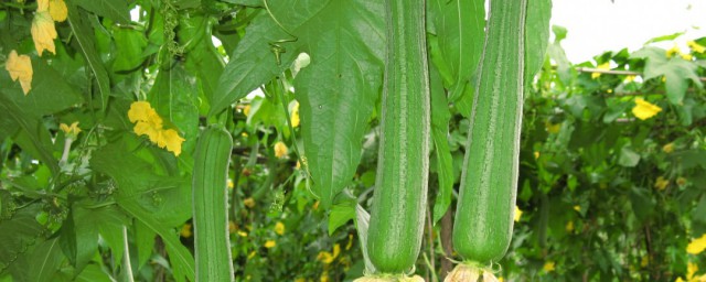 清洗丝瓜的方法(怎样去掉干丝瓜的外皮)