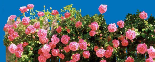 正能量语录(正能量语录集积极向上)