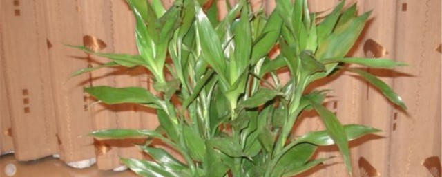 养富贵竹养几支好呢(养富贵竹养十支好吗)