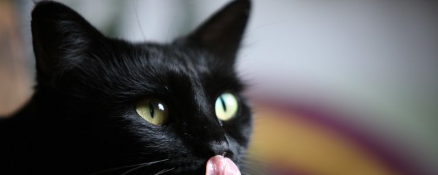 猫能否喝自来水(猫可以喝自来水)